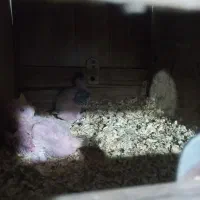 دو جفت عروس هلندی لوتینو و البینو به همراه جوجه|پرنده|مشهد, شهرک مطهری|دیوار