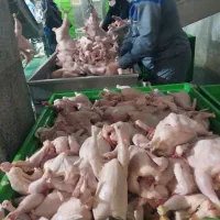 استخدام در شرکت قطعه بندی مرغ