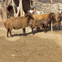 بره شک ورن|حیوانات مزرعه|چگنی, |دیوار