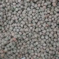 کوروشنه امسال درجه یک