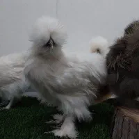 جوجه مرغ خروس ابریشمی به صورت جفت|حیوانات مزرعه|کرمانشاه, |دیوار