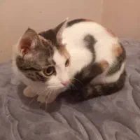 واگذاری ۲ عدد گربه dsh|گربه|تهران, جوادیه|دیوار