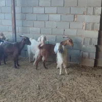 بز و کهره داشتی جوان