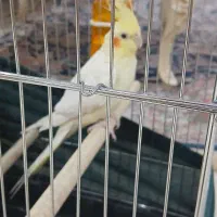 عروس هلندی