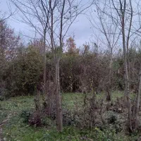 فروش-زمین-باغی