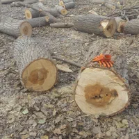 خریداردرخت قلمه میوه سود وچوب خشک|خدمات باغبانی و درختکاری|اردبیل, |دیوار