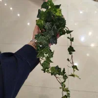 گل ترند|گل و گیاه طبیعی|مشهد, بهارستان|دیوار