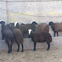 بره تخلی در حد شیشک شال