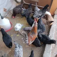 مرغ و خروس مینیاتوری|حیوانات مزرعه|مشهد, بلال|دیوار