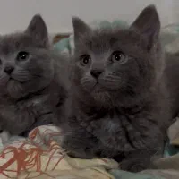 گربه بیریتیش|گربه|قزوین, |دیوار