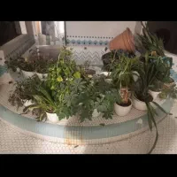 هر نوع گل به قیمت ۲۰۰ هزار تومان|گل و گیاه طبیعی|تهران, زعفرانیه|دیوار