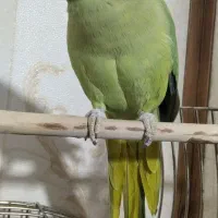 طوطی ملنگو و طوطی برزیلی