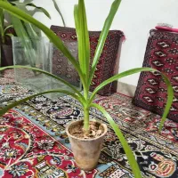 گل طبیعی|گل و گیاه طبیعی|شیراز, نصر|دیوار