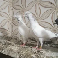 یک جفت هندی بمبویی|پرنده|بوشهر, |دیوار