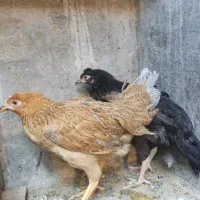 نیمچه مرغ سه ماهه