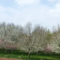 فروش-زمین-سند-تک-برگ