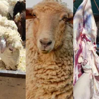 بره نر فروشی کشتاری تکی و عمده