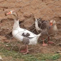 غاز|حیوانات مزرعه|کبودرآهنگ, |دیوار