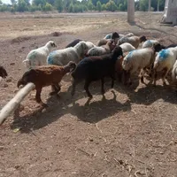 مقداری گوسفند میش و بره|حیوانات مزرعه|اندیمشک, |دیوار