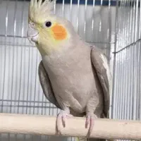 عروس هلندی آهویی