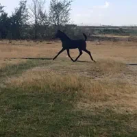 اسب کرد|اسب و تجهیزات اسبسواری|زنجان, |دیوار