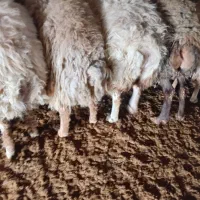 میش جوان کشتاری|حیوانات مزرعه|شیروان (خراسان), |دیوار