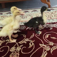 ۳تا اردک
