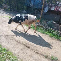 فروش.دو.راس.گوساله.نر