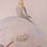 عروس هلندی سخنگو حرف زن کینگ سایز