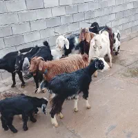 بزوبیگ|حیوانات مزرعه|دزفول, |دیوار