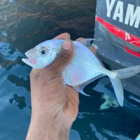 ماهی تازه جنوب