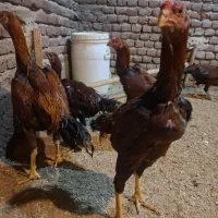 خروس شش ماهه