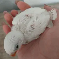 طوطی کوتوله سرلاکی سفیدیکدس آلبینوجوجه عروس آلبینو