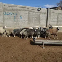 بره ماده افشار کبود روزگاری بره قوچ بزغاله نربز