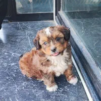 شیتزو. پودل|سگ|بیرجند, |دیوار