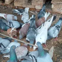 کبوتر پلاکی و دورگ در سوسنگرد.