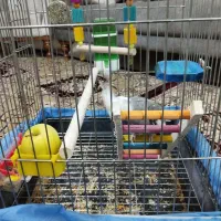 پرنده|پرنده|اشتهارد, |دیوار