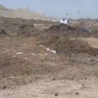 برگهای سوزنی کاج کاملا خشک