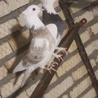 کفتر رنگه پرشی