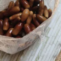 بلوط زاگرس درشت