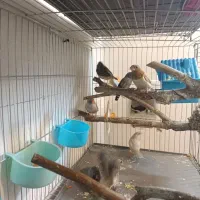 فنج زبرا|پرنده|صدرا-فارس, فاز ۱|دیوار