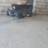 ۲عدد بوقلمون ماده