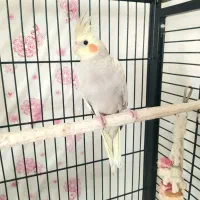 عروس هلندی مرواریدی|پرنده|فولادشهر, C4|دیوار