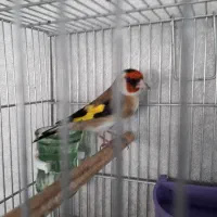 سهر قناری|پرنده|شیراز, کیان شهر|دیوار