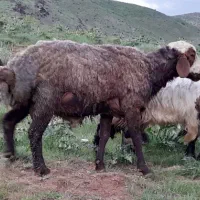 دو عدد کاور نر یک عدد شک دوساله یک عدد گوسفند