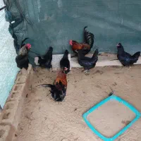 دو تا خروس بزرگ