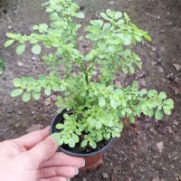 پک ۶ عددی گل آپارتمانی