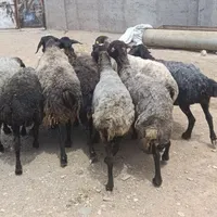 بره نر میش شیشک ،بزوبزغاله و پاژین