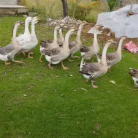 قو غاز سالم نر۱۴۰۰.    ماده ۱۳۰۰خودتون انتخاب کنید|حیوانات مزرعه|فومن, |دیوار