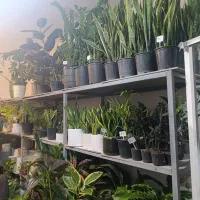 فروش گل آپارتمانی کاکتوس